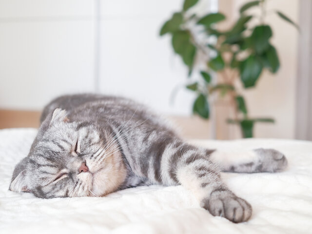 猫のニオイはどこから？原因と消臭対策を徹底解説！ - COLORIA 