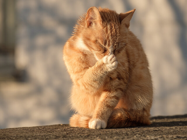 猫のニオイはどこから？原因と消臭対策を徹底解説！ - COLORIA 