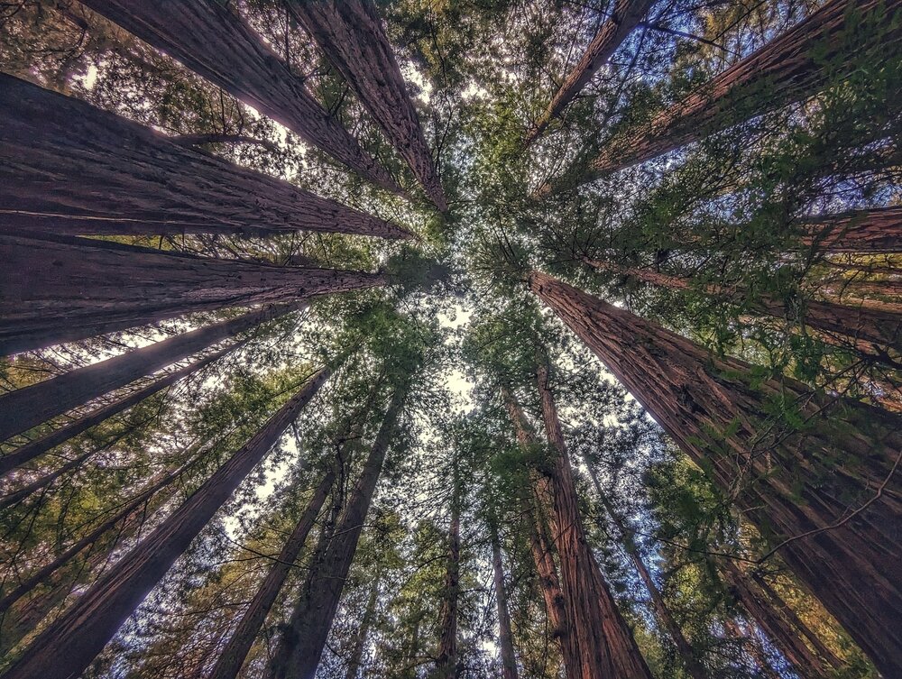木々の中にいる写真
