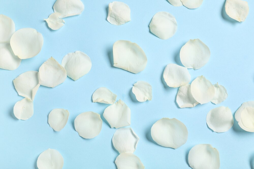 白いバラの写真