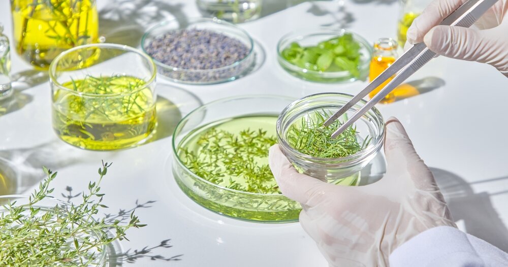 容器に入った植物をピンセットでつまんで、実験している風の写真