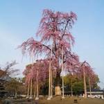 京都の桜はなぜこんなに綺麗なんだろう。【まとめ】