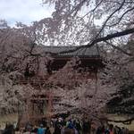 醍醐　シーズン真っ只中。秀吉も愛した桜満開の世界遺産「醍醐寺」　