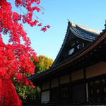 紅葉特集⑦　世界遺産で紅葉と寒桜の夢の共演！御室・仁和寺【観光】