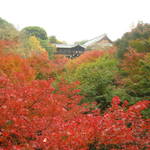 紅葉特集⑨　激混み必至！それでも行ってください！！東山・東福寺　【観光】