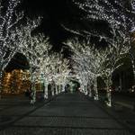 1998年から続く毎年恒例の風物詩「京セラのイルミネーション」約20万個のLEDが織りなす幻想的な空間【ライトアップ】
