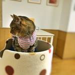 御池通り　「京都猫カフェねこ会議」へ癒されに♪ 【猫カフェ】