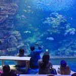 京都駅からすぐ近く！「京都水族館」で愛くるしい姿に癒される