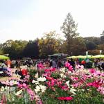 【恋する北山④】京都府立植物園秋の無料開放に行ってきた⇒次回は11月23日！【イベント】