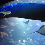 京都水族館　暑い夏も涼しく過ごせるイベントが盛りだくさん！