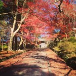 【名残の紅葉2015】最初と最後はここチェック！山科・毘沙門堂【観光】