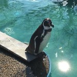 SNSでも話題のぼっちペンギンも！歴史ある動物園「京都動物園」【子供大喜び！】