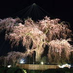 【京都桜特集】予習開始！絶景桜の名所シリーズ　円山公園～祇園白川【祇園】