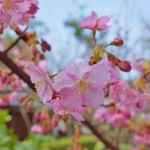 【早咲きの桜満開】 嵐山からすぐ、車折神社で一足早いお花見気分