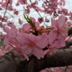 【まさに見頃】　早咲き「河津桜」満開！意外と穴場の「伏見・淀水路」