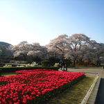 【京都桜特集】予習第4弾！ファミリーやカップルに最適☆植物園～半木の道～京都御所