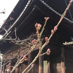 やっぱり早起きは三文の徳だった！まさかまさかのあの人が！！早朝散策「南禅寺」【蹴上】