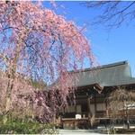【世界遺産】見事な枝垂桜！圧巻の桜のシャワーを観に行こう【春の天龍寺】