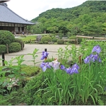 【世界遺産】大方丈に吹き抜ける風が気持ちいい、夏もさざまな花が楽しめる【夏の天龍寺】