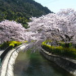 【京都桜特集】予習最終章！洛東エリアの鉄板＆穴場スポット☆清水寺～毘沙門堂～山科疏水