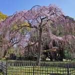 京都の早咲き桜を求めて。「京都御所」午前中が狙い目！