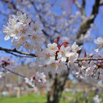 【桜の名所】京都早咲き桜を求めて。格式ある名社「平野神社」
