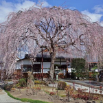 早咲きの枝垂桜はイマが見頃！出町柳の穴場「本満寺（ほんまんじ）」【吉宗ゆかりの地】