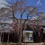 見頃が待ち遠しい、知る人ぞ知る枝垂桜の穴場。「妙覚寺」「水火天満宮」【鞍馬口】