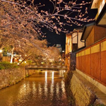 今まさに満開！幻想的すぎる夜桜を満喫。「祇園白川宵桜ライトアップ」【春到来】