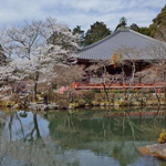 京都を代表する桜の名所「世界遺産 醍醐寺」三宝院のお庭は撮影OKに！
