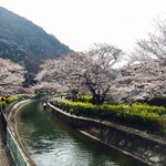【絶賛開花中】桜と菜の花の共演！豊かな水量をたたえる癒しスポット「山科疏水」