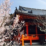 【絶賛開花中】観桜会あり食事処もあり！桜の名所「毘沙門堂」【山科】