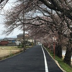 【穴場】準備は整ました♪ 桜並木が美しい久御山の「東一口（ひがしいもあらい）」