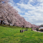 約1.4kmに渡る桜のトンネル！京都が誇る桜の名所「背割堤（せわりてい）」＠八幡