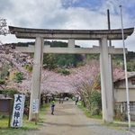 【京都山科】お稲荷さん東の麓。参道のソメイヨシノの美しい「大石神社」