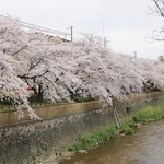天神川四条〜五条＊今まさに満開！2016天神川の桜並木【話題】