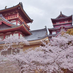 伏見桃山城、酒蔵、宇治川派流沿い、桜満開の伏見界隈をまとめてご紹介！【まとめ】