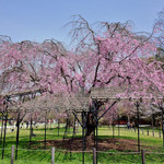 大紅枝垂れ桜の”斎王桜”は必見！「世界遺産 上賀茂神社」となりの大田神社では天然カキツバタを。