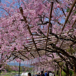 【人気スポット】御園橋付近、賀茂川沿いの桜トンネルと半木の道