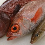 大将がその日一番の魚を競り落としてきます！旬な魚が自慢！「舞鶴魚料理 魚源」