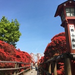 【風物詩】春薫る、真っ赤なキリシマツツジは今が見ごろ！「長岡天満宮」