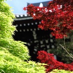 初夏の紅葉！真っ赤なモミジが山門を飾る【金戒光明寺】