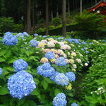 【京の花寺】京都きってのあじさいの名所！唯一ライトアップも楽しめるお寺☆「三室戸寺」【宇治】