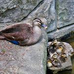 【ほんわか】祇園界隈「せせらぎの道」でカルガモ親子に遭遇！
