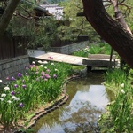 【京都季節の花】花菖蒲が見ごろ！南禅寺界隈の数寄屋造りの別邸「野村碧雲荘」