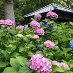 約3500株もの紫陽花が咲き誇る～！！様々な種類、色が楽しめる紫陽花の名所！「藤森神社（ふじのもりじんじゃ）