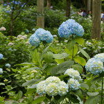 紫陽花も見頃に♪緑のじゅうたんと可愛らしいわらべ地蔵にも癒されます☆「大原の三千院」