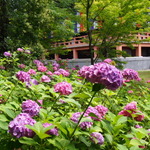 無料で美しい紫陽花と桔梗が楽しめます！！紫陽花の穴場スポット☆「智積院（ちしゃくいん）」