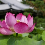 まさに極楽浄土のような美しい風景！！京都の蓮寺「法金剛院」の蓮が見ごろとなっています☆