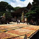【京都北野天満宮】土用干しの梅は夏の風物詩！8月の七夕飾りがカラフル☆「北野七夕祭」期間中